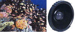 Sea&Sea MM III 15mm Wide Conversion Lens Sea&Sea MM III 15mm Wide Conversion Lens